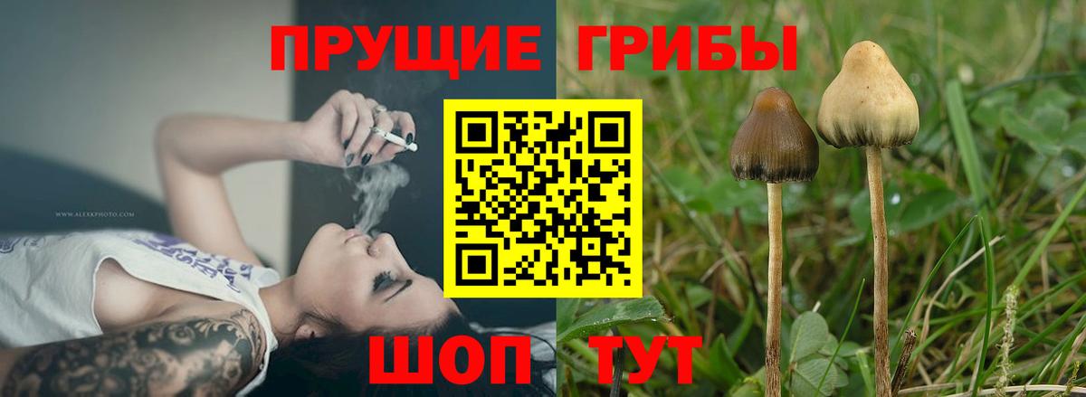 Псилоцибиновые грибы MAGIC MUSHROOMS  Вход с VPN  Галлюциногенные грибы Magic Shrooms  Мценск 